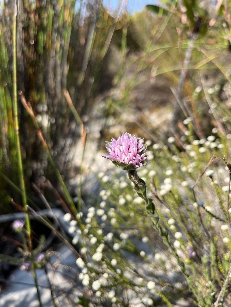 Amphithalea sericea photo 7