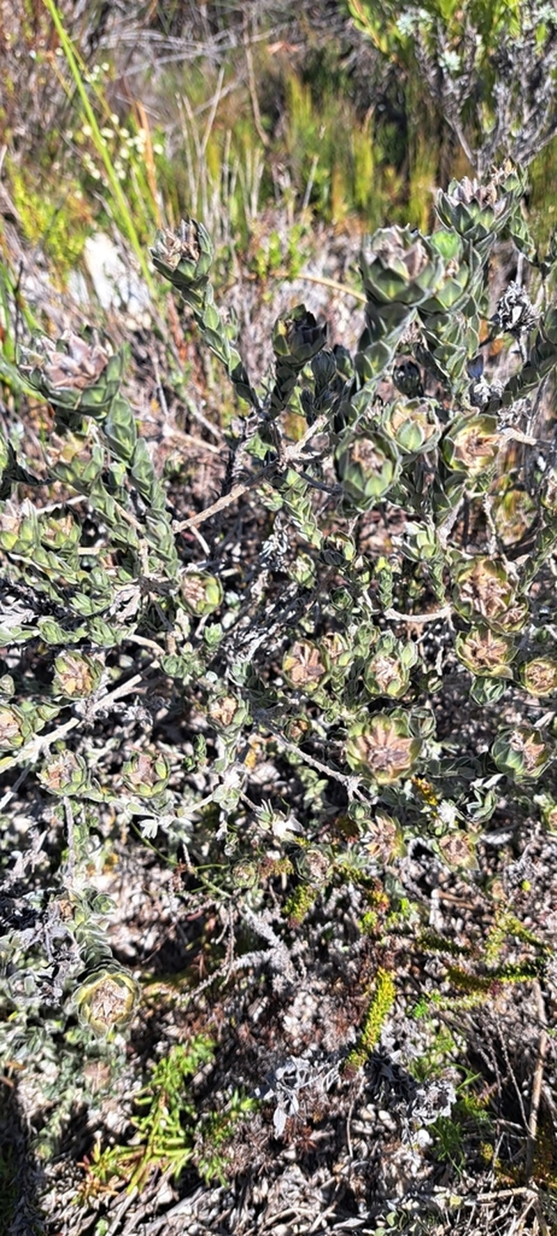 Amphithalea sericea photo 8