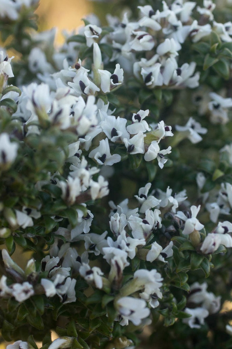 Amphithalea speciosa