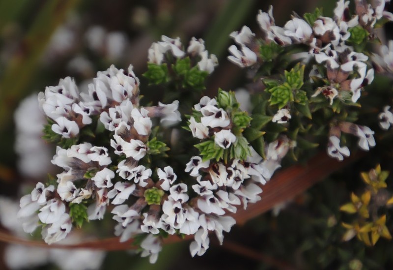Amphithalea speciosa photo 4