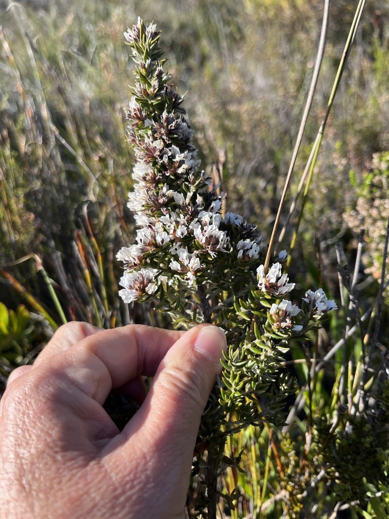 Amphithalea speciosa photo 6