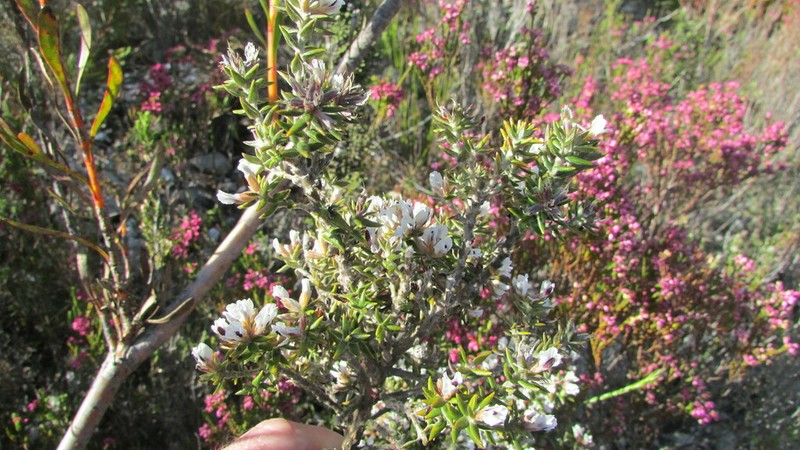 Amphithalea speciosa photo 7