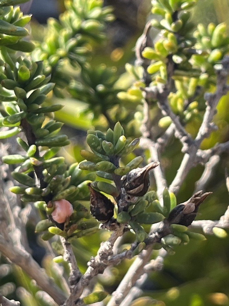 Amphithalea speciosa photo 8
