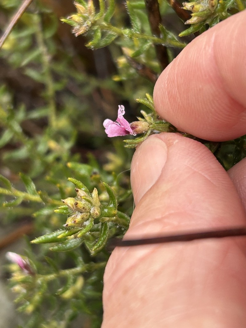 Amphithalea stokoei photo 2