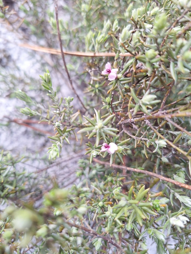 Amphithalea stokoei photo 3