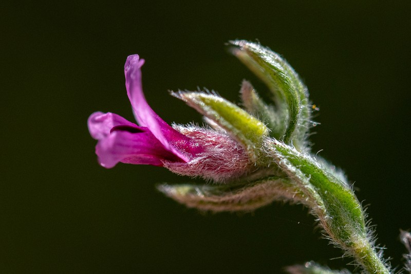 Amphithalea stokoei photo 6
