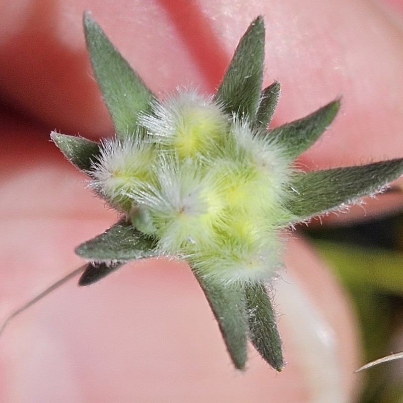 Amphithalea tomentosa