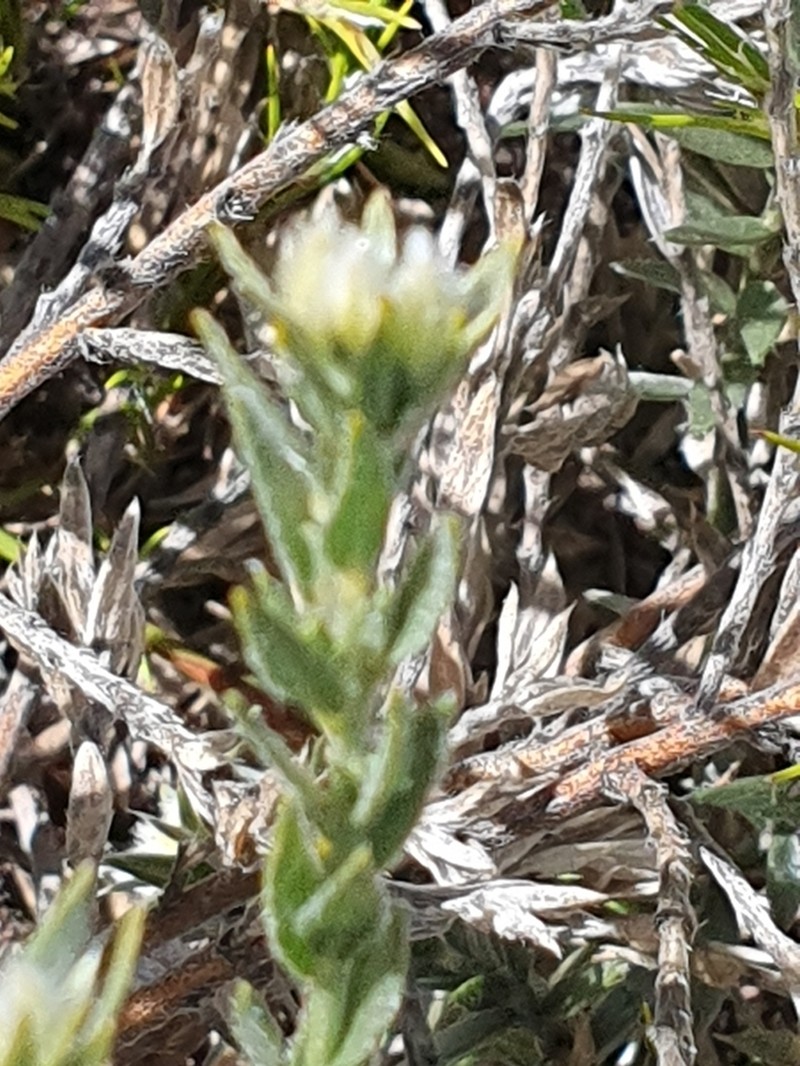 Amphithalea tomentosa photo 2