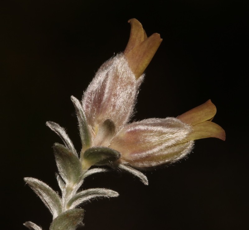 Amphithalea tomentosa photo 3