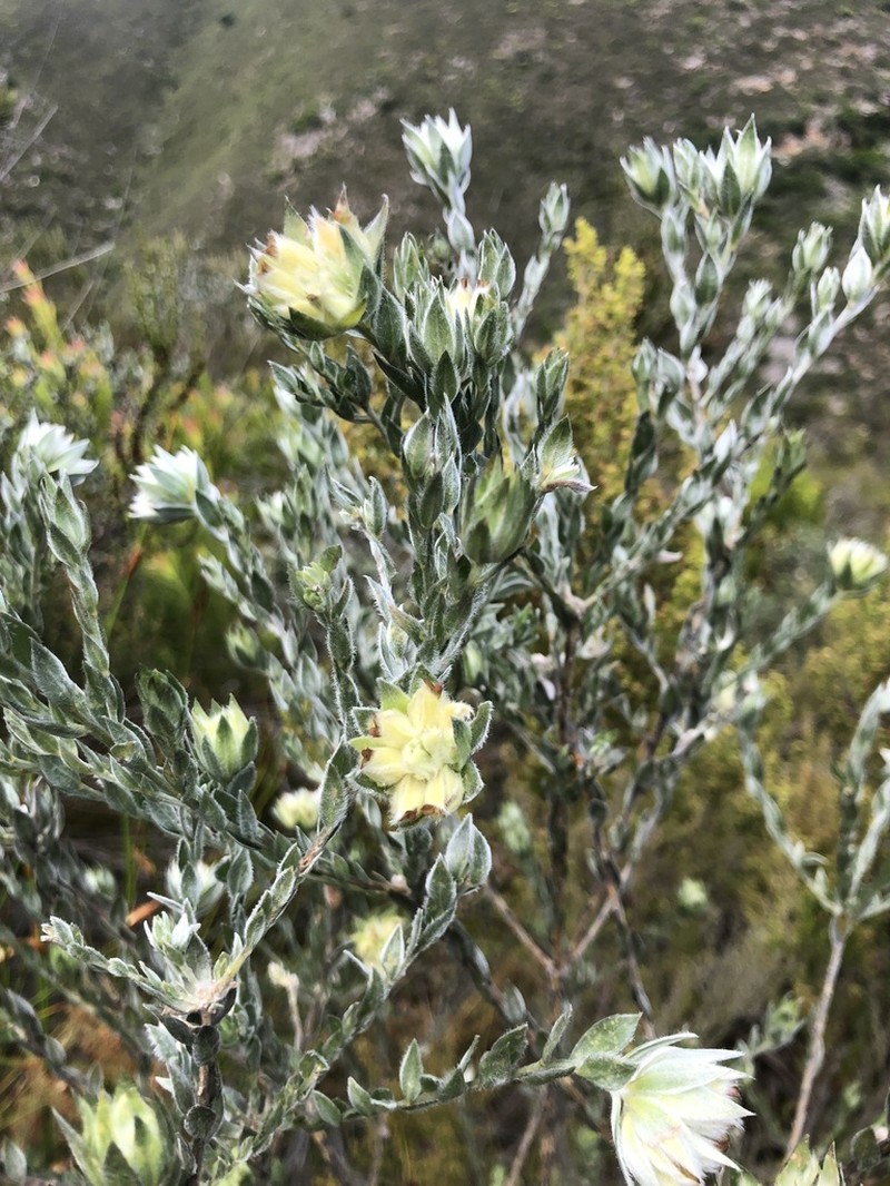 Amphithalea tomentosa photo 4