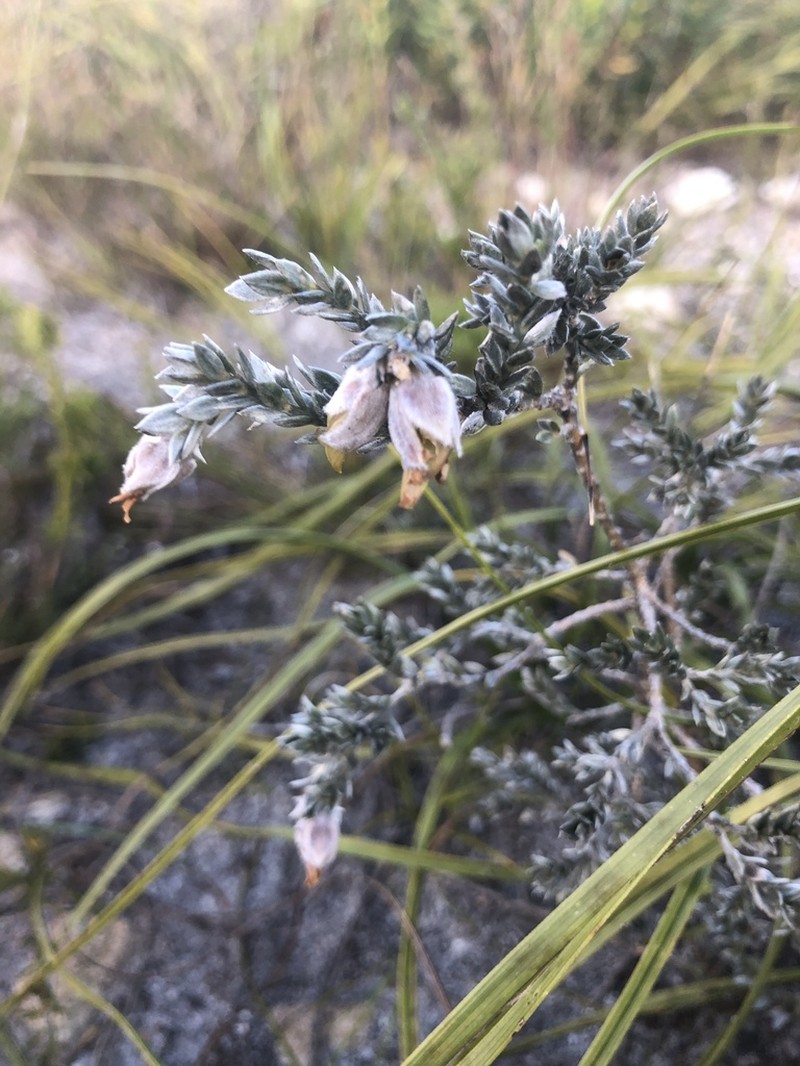 Amphithalea tomentosa photo 5