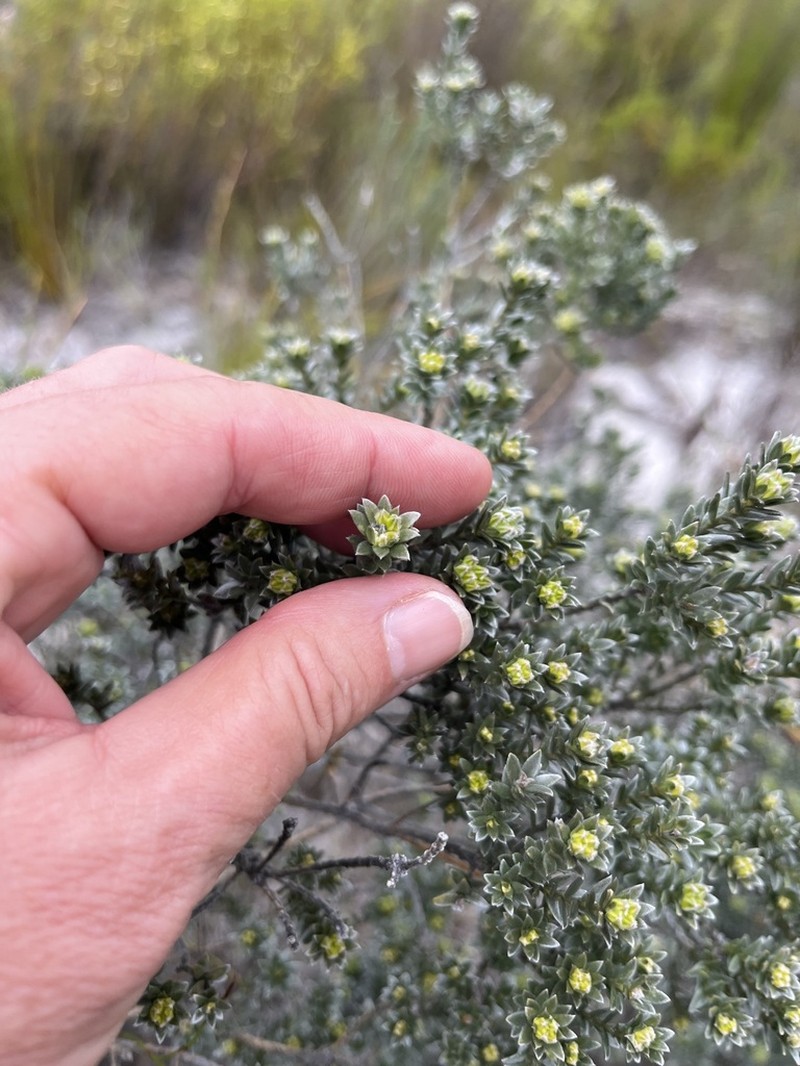 Amphithalea tomentosa photo 6