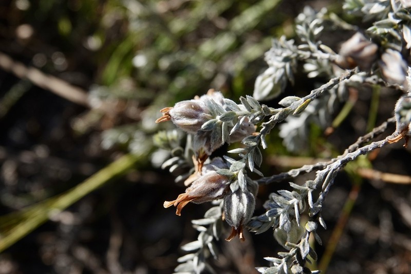 Amphithalea tomentosa photo 7