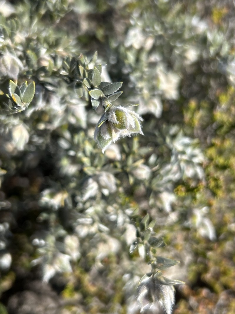 Amphithalea tomentosa photo 8