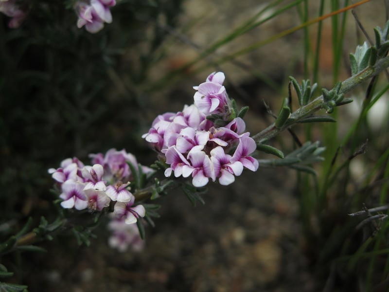 Amphithalea villosa