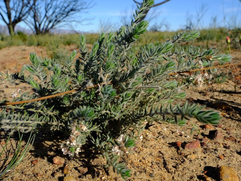 Amphithalea villosa photo 5