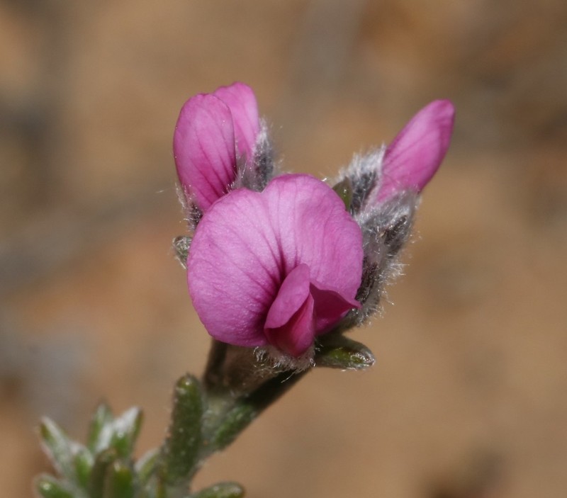 Amphithalea villosa photo 6