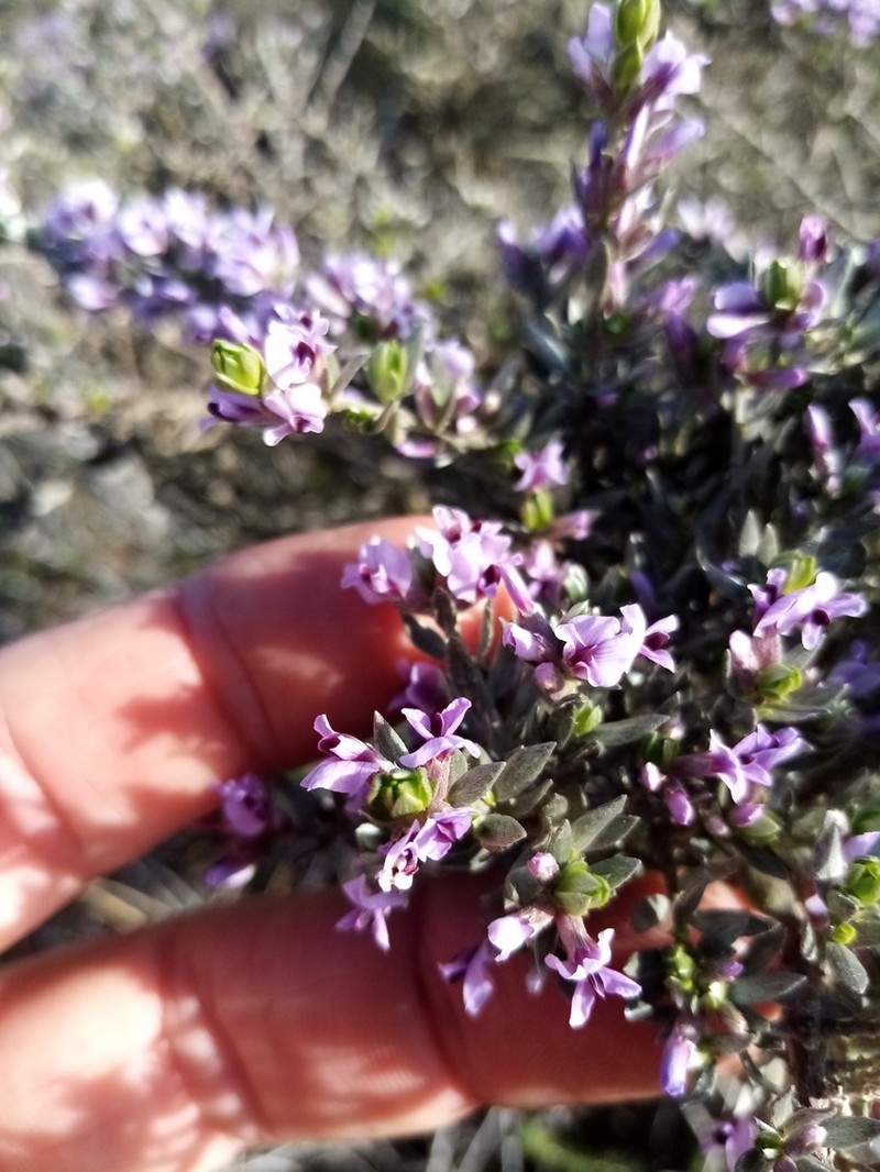 Amphithalea violacea
