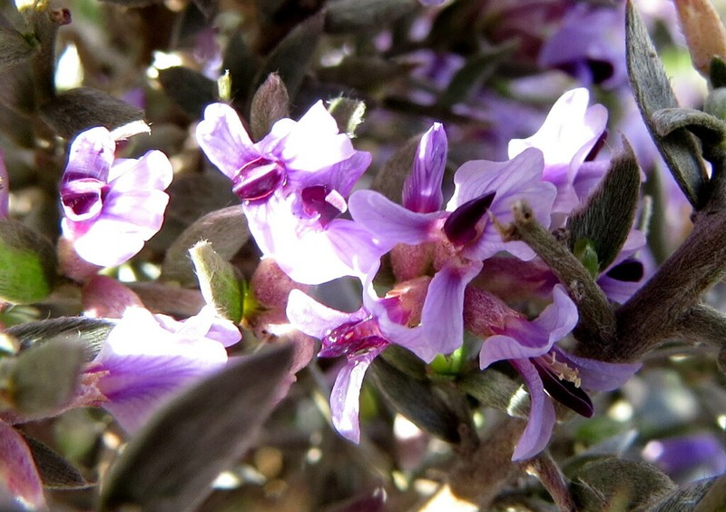 Amphithalea violacea photo 2