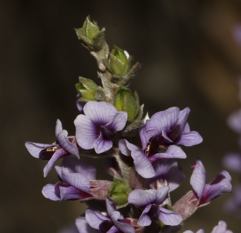 Amphithalea violacea photo 3