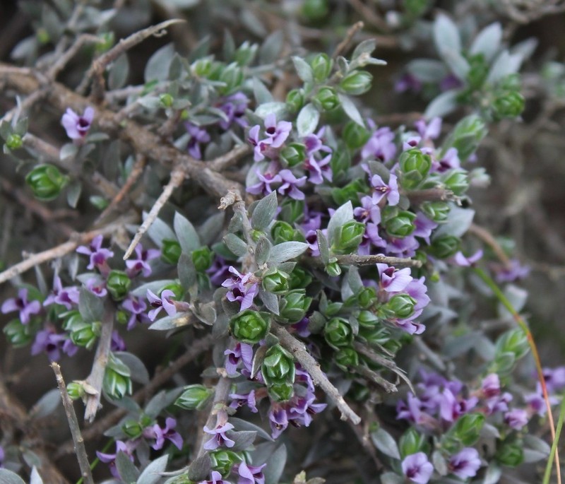 Amphithalea violacea photo 5