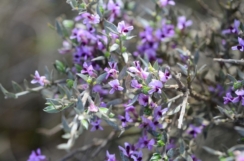 Amphithalea violacea photo 6