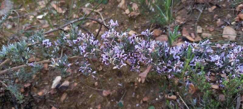 Amphithalea violacea photo 7