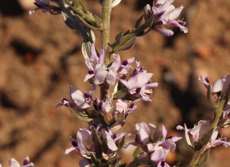 Amphithalea violacea photo 8
