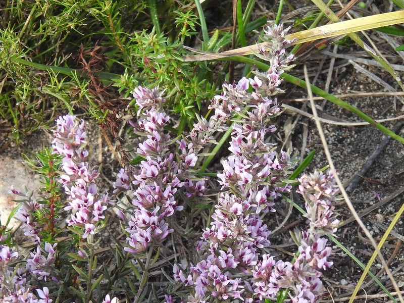 Amphithalea virgata photo 3