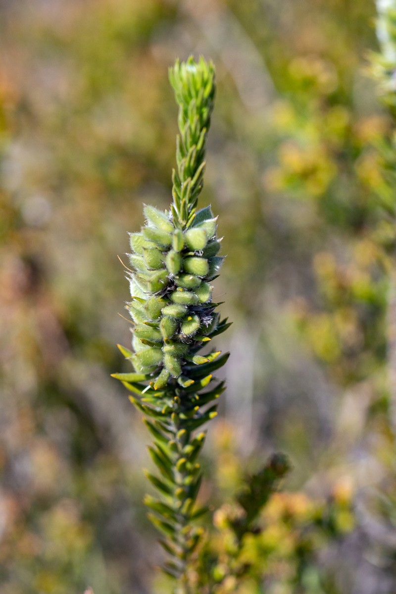 Amphithalea virgata photo 4