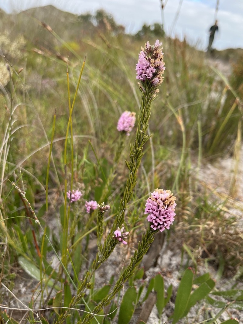 Amphithalea virgata photo 5