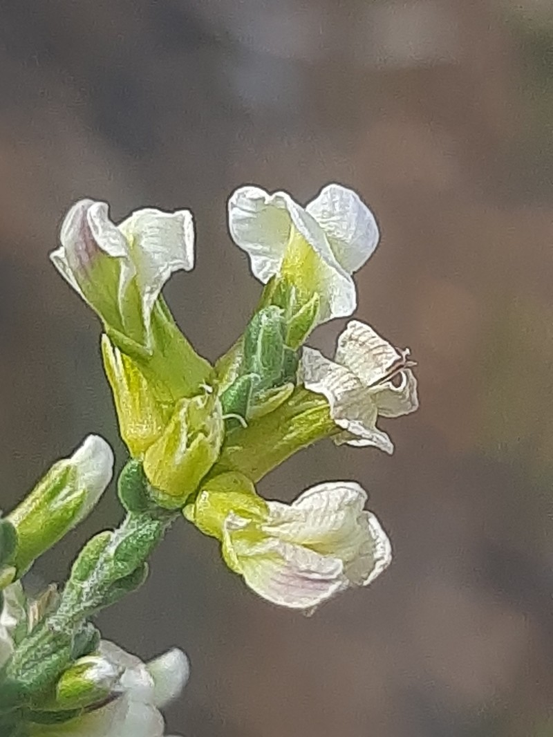 Amphithalea vlokii photo 2