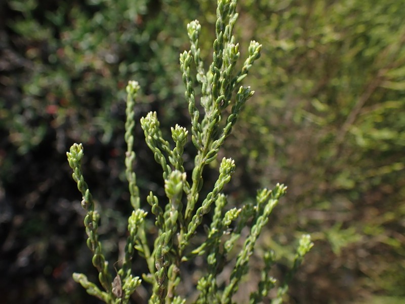 Amphithalea vlokii photo 3