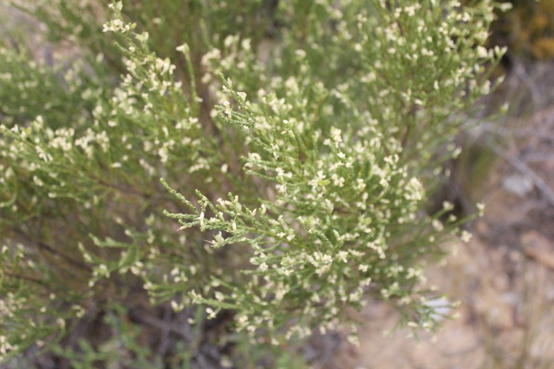 Amphithalea vlokii photo 4