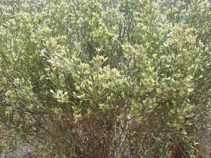 Amphithalea vlokii photo 6