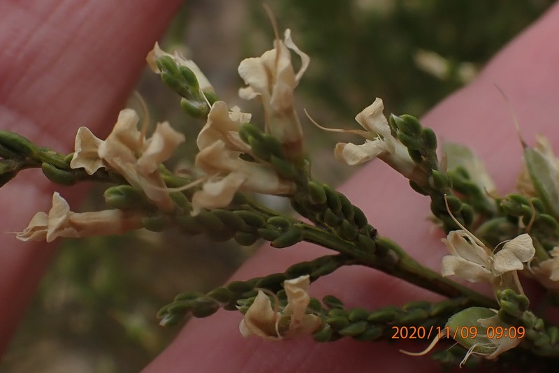 Amphithalea vlokii photo 8