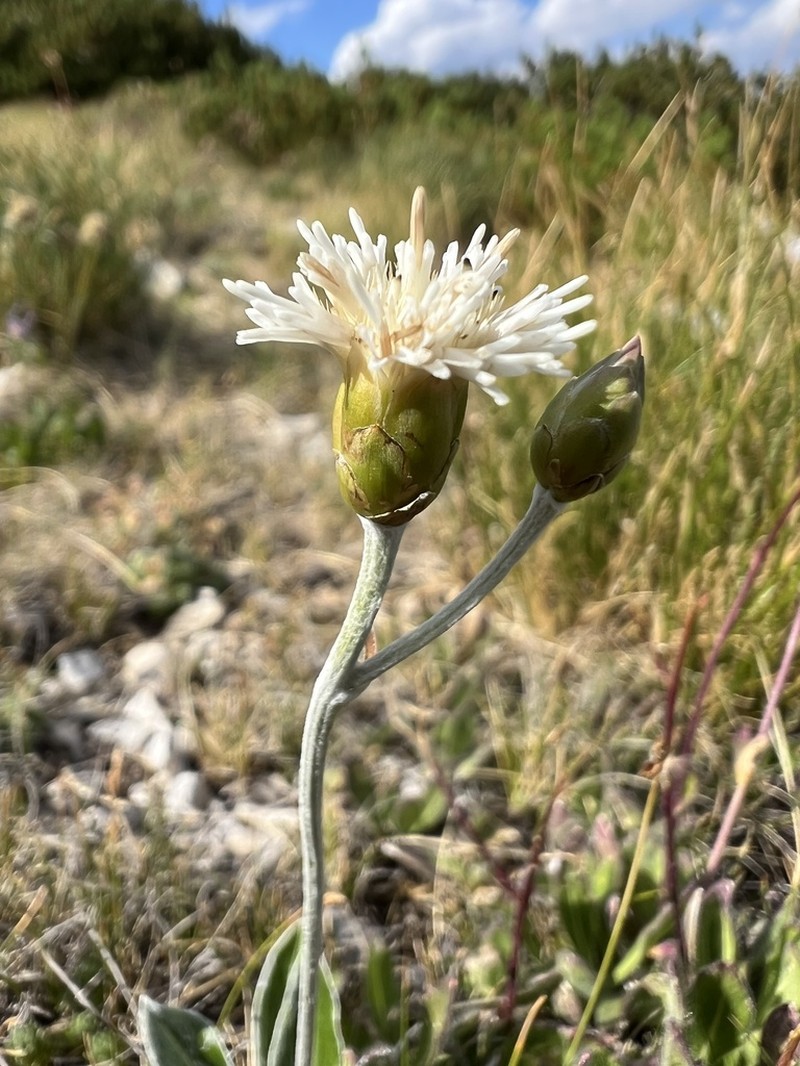 Amphoricarpos autariatus