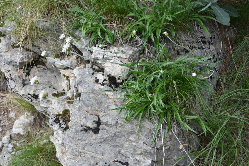 Amphoricarpos neumayerianus photo 5