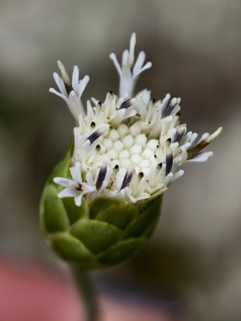 Amphoricarpos neumayerianus photo 6