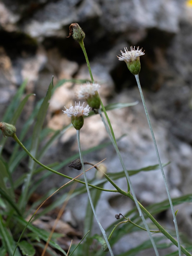 Amphoricarpos neumayerianus photo 4