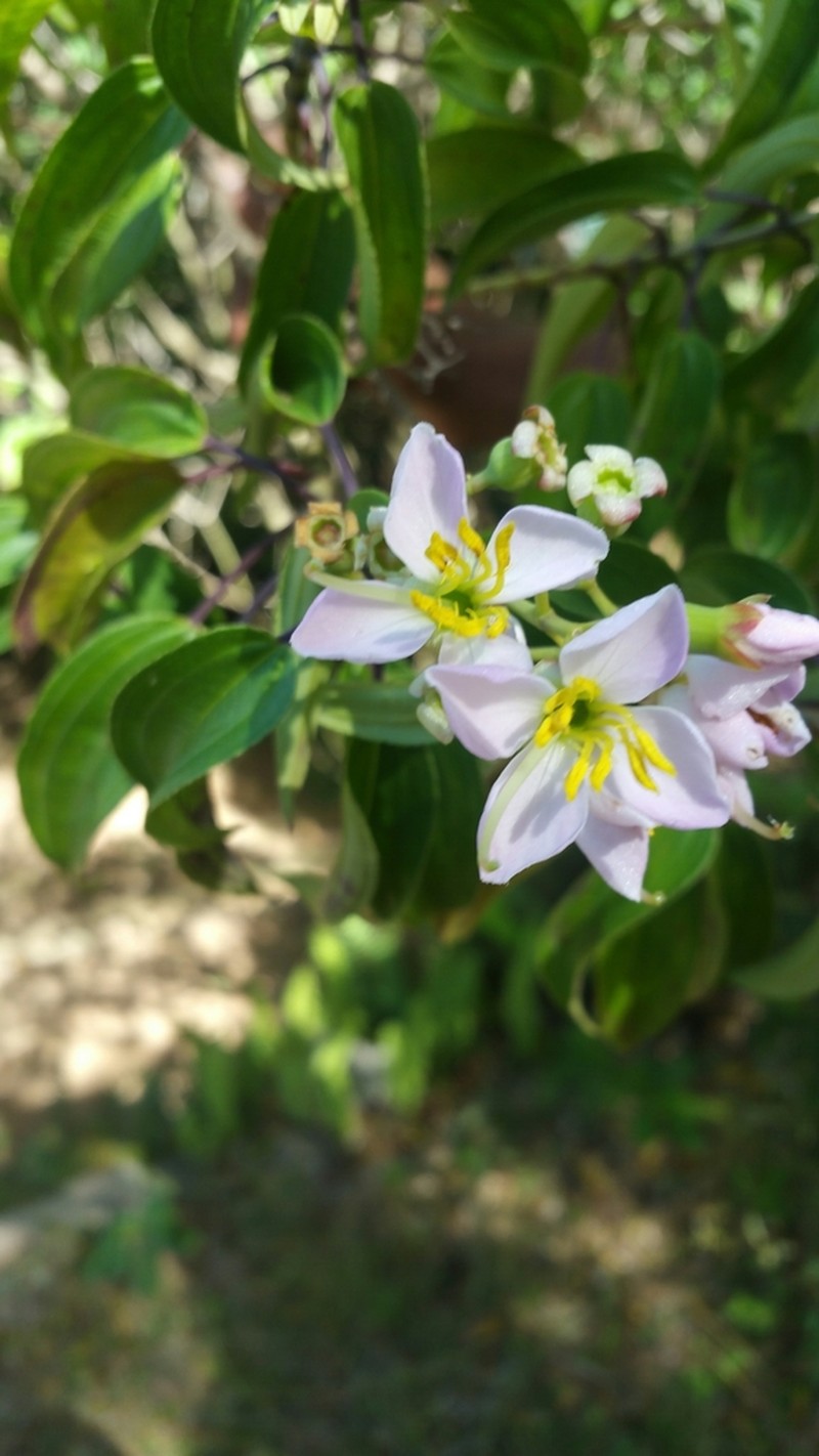 Amphorocalyx albus