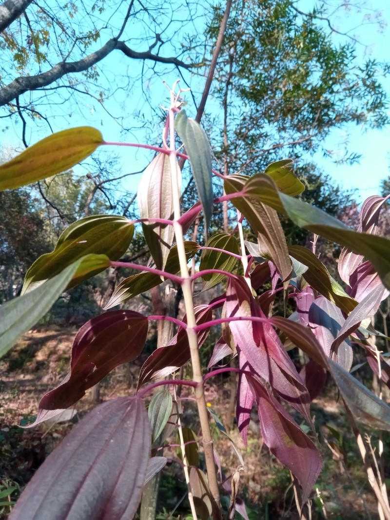 Amphorocalyx auratifolius photo 2