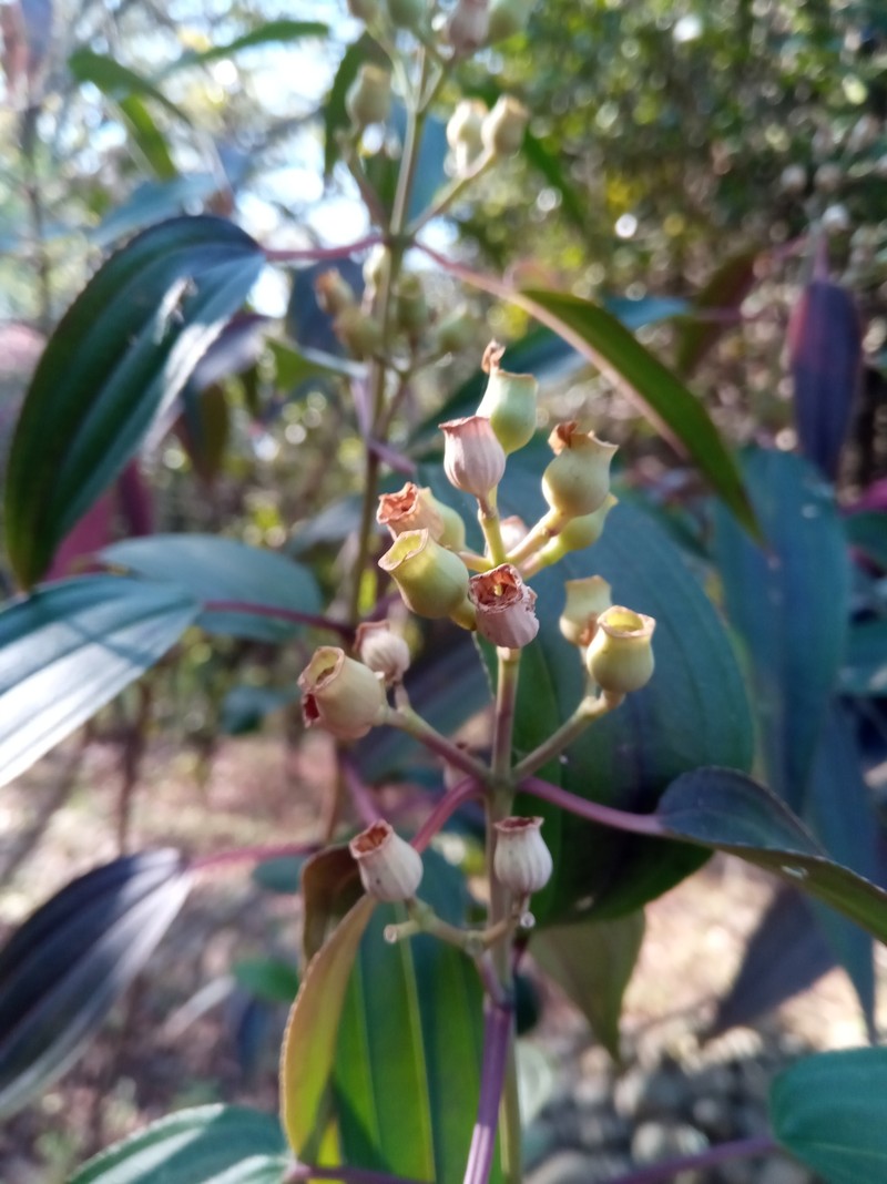 Amphorocalyx auratifolius photo 3