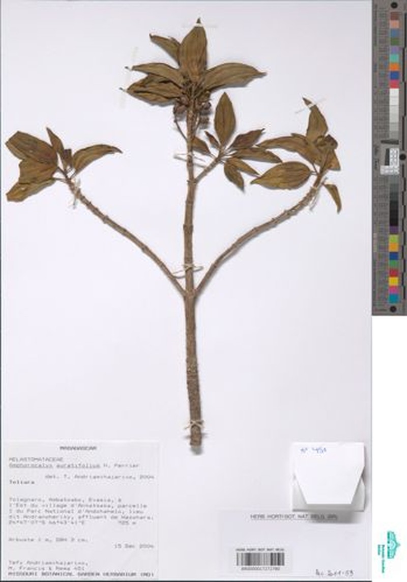 Amphorocalyx auratifolius photo 5