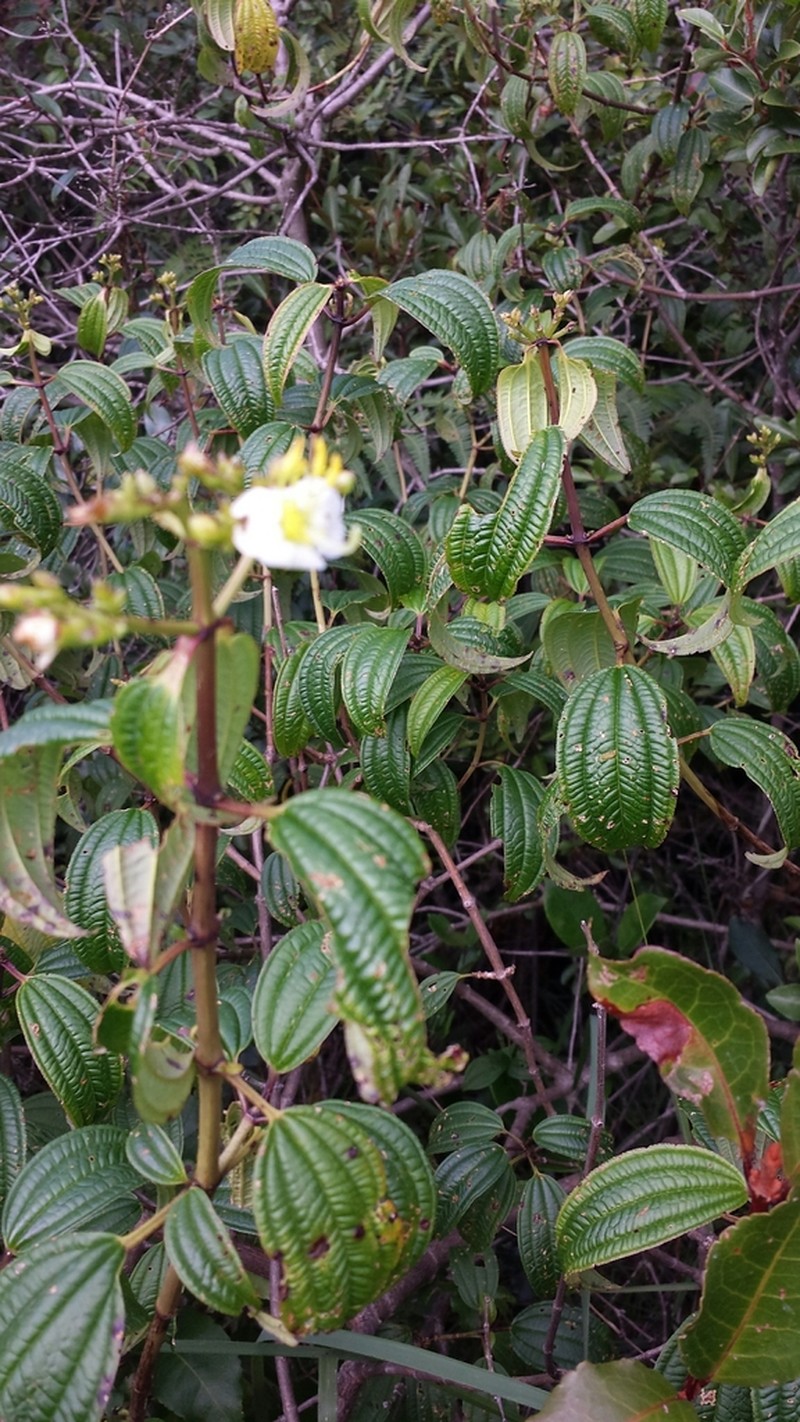 Amphorocalyx latifolius