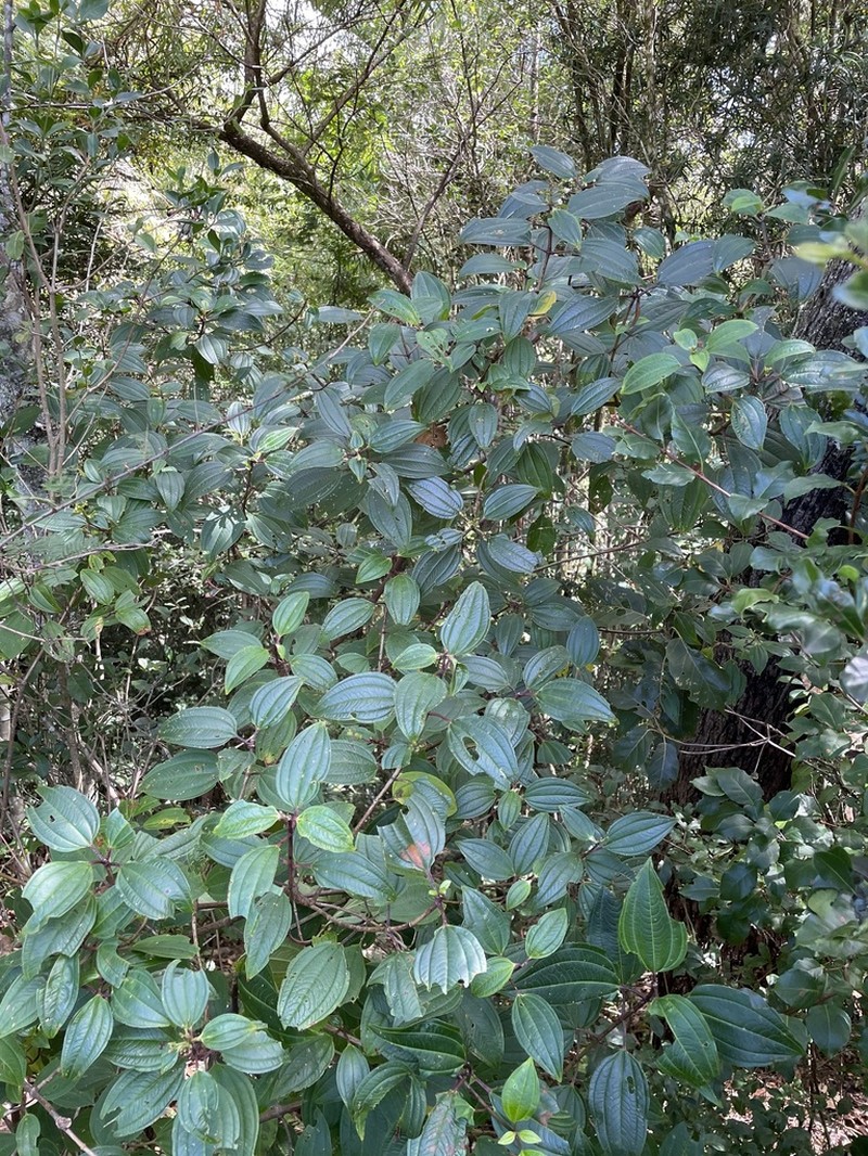 Amphorocalyx latifolius photo 2