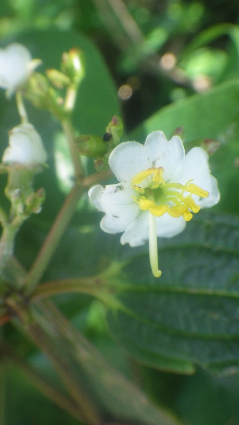 Amphorocalyx latifolius photo 3