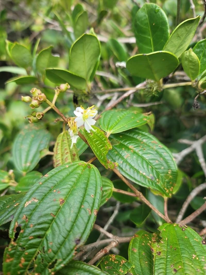 Amphorocalyx latifolius photo 4