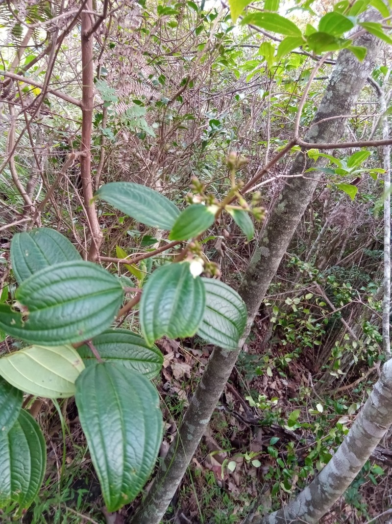 Amphorocalyx latifolius photo 5