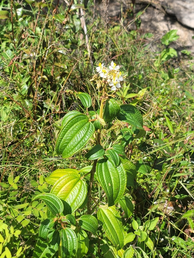 Amphorocalyx latifolius photo 6